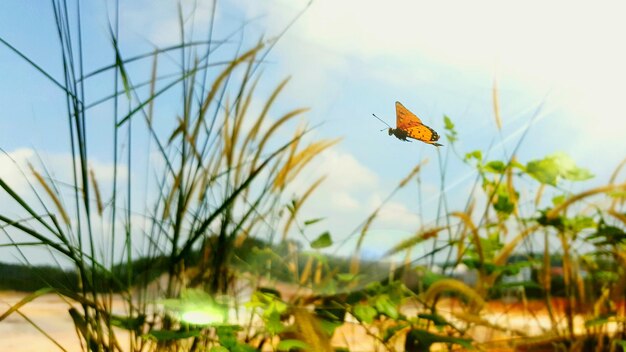 Photo un gros plan d'un papillon sur une plante contre le ciel