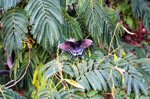 Un gros plan d'un papillon sur une plante à fleurs violettes