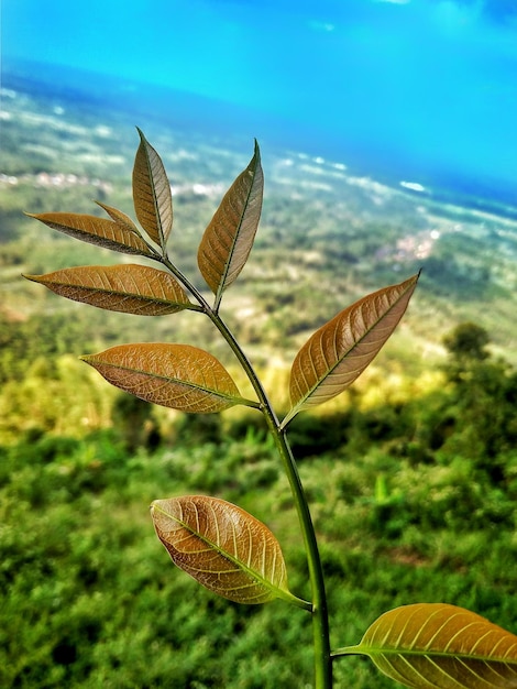 Photo un gros plan d'un papillon sur une plante