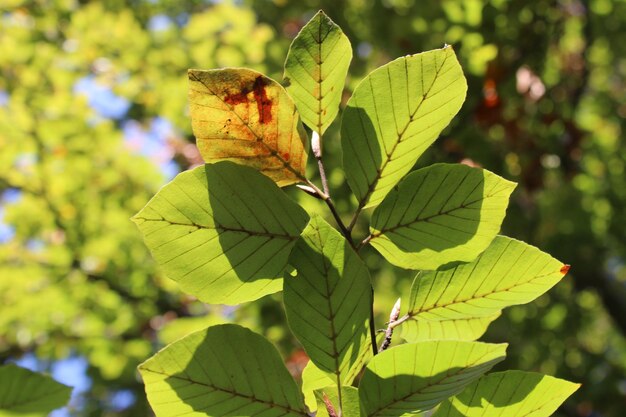 Un gros plan d'un papillon sur une plante