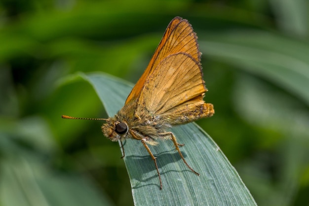 Un gros plan d'un papillon sur une plante