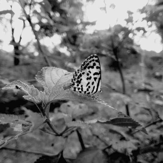 Photo un gros plan d'un papillon sur une plante