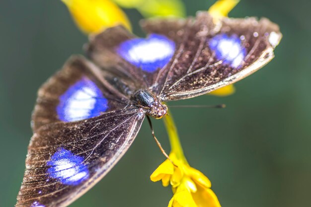 Un gros plan d'un papillon qui se nourrit d'une fleur