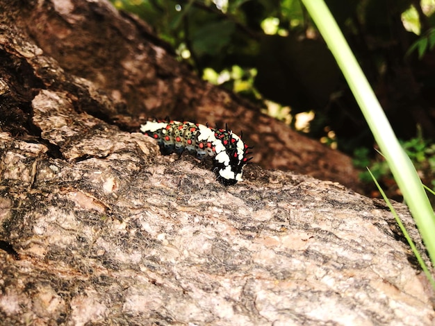 Photo un gros plan d'un papillon sur un rocher