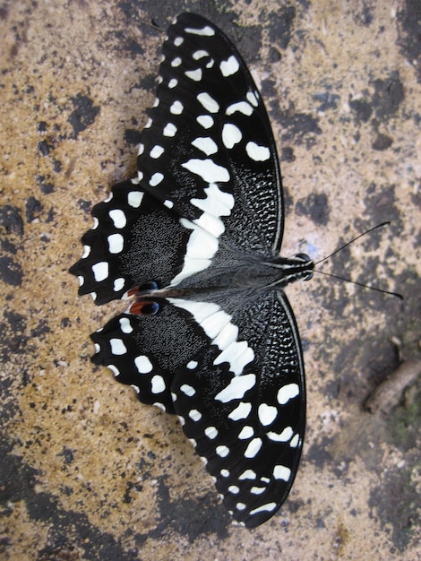 Photo un gros plan d'un papillon sur un rocher