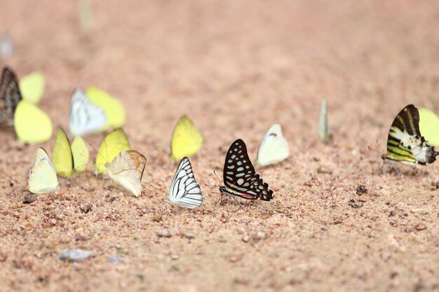 Photo un gros plan d'un papillon sur le sable