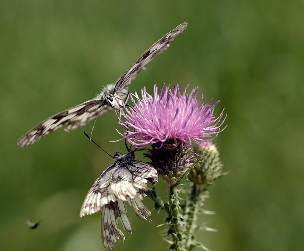 Un gros plan d'un papillon en train de polliniser le chardon