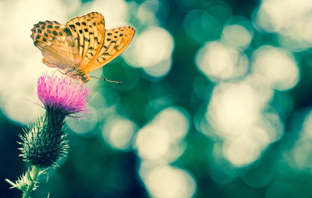 Photo un gros plan d'un papillon en train de polliniser le chardon