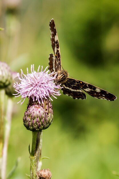 Photo un gros plan d'un papillon en train de polliniser le chardon