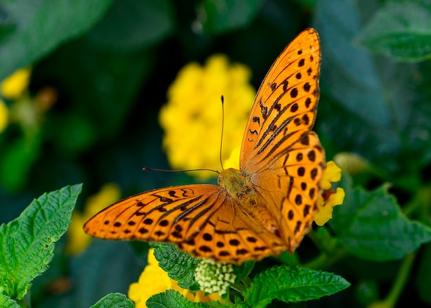 Photo un gros plan d'un papillon en train de polliniser une feuille jaune