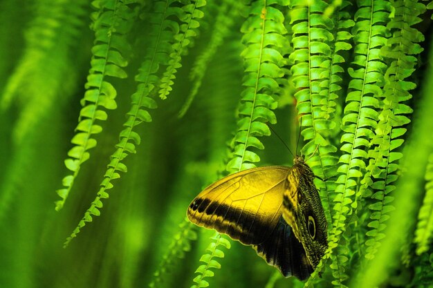 Photo un gros plan d'un papillon en train de polliniser une feuille