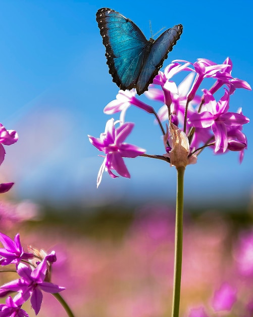 Photo un gros plan d'un papillon en train de polliniser une fleur rose