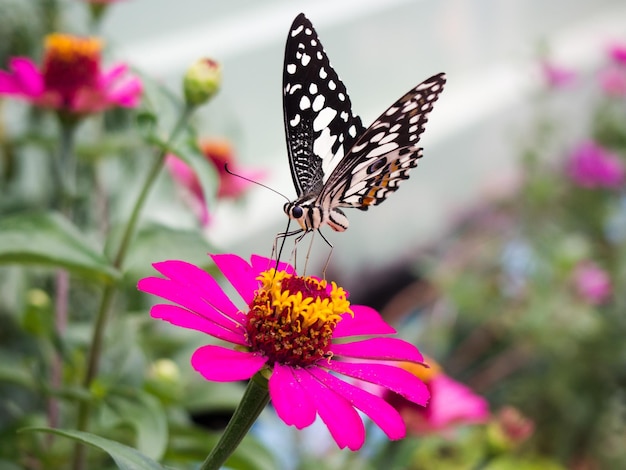Photo un gros plan d'un papillon en train de polliniser une fleur rose