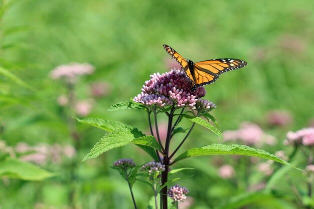 Photo un gros plan d'un papillon en train de polliniser une fleur rose