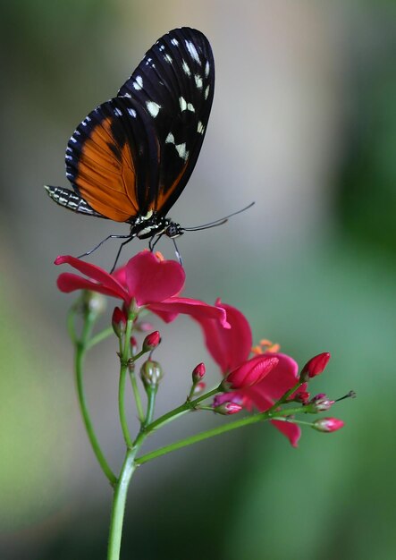 Photo un gros plan d'un papillon en train de polliniser une fleur rose