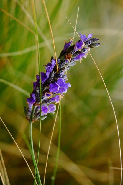 Photo un gros plan d'un papillon en train de polliniser une fleur violette