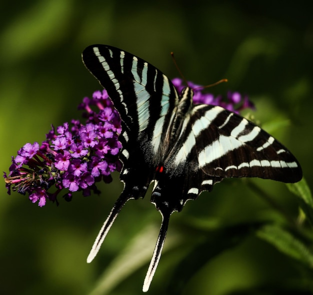 Photo un gros plan d'un papillon en train de polliniser une fleur violette