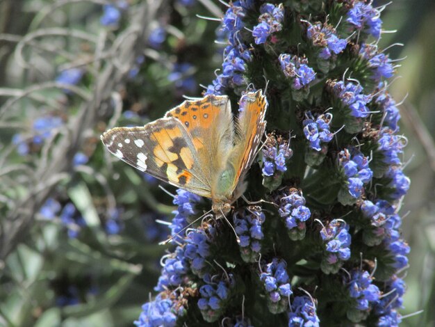 Photo un gros plan d'un papillon en train de polliniser une fleur violette