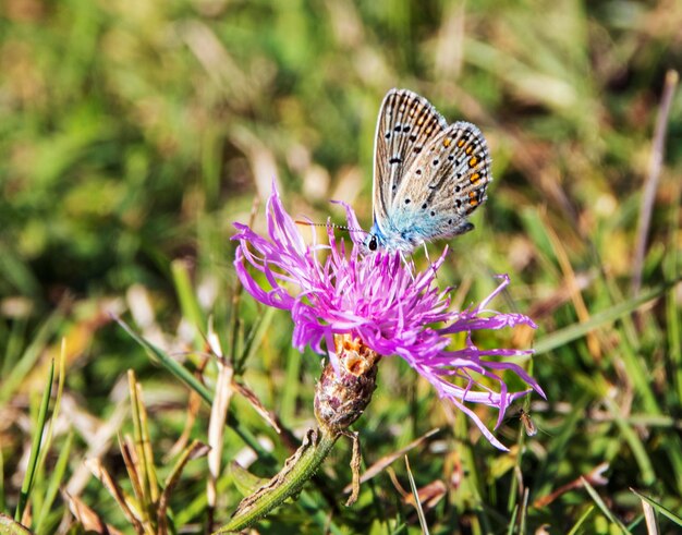 Photo un gros plan d'un papillon en train de polliniser une fleur violette