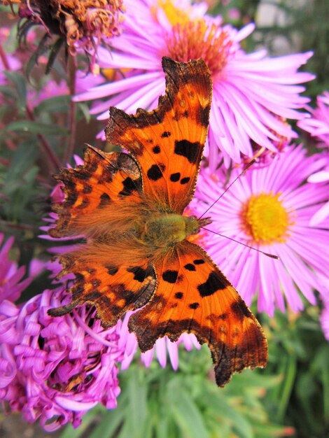 Photo un gros plan d'un papillon en train de polliniser une fleur violette