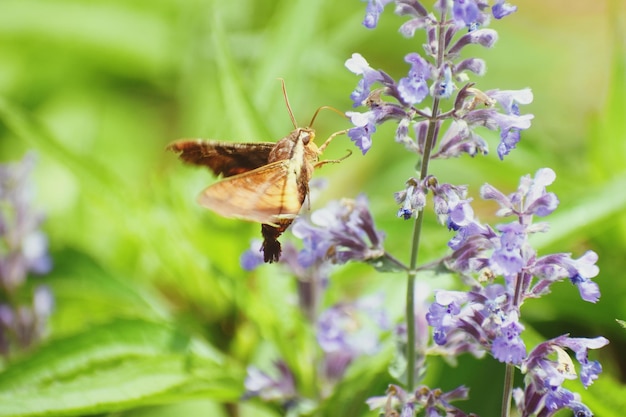 Un gros plan d'un papillon en train de polliniser une fleur violette