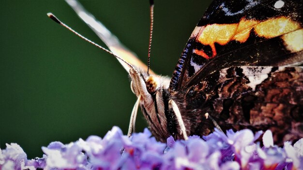 Photo un gros plan d'un papillon en train de polliniser une fleur violette