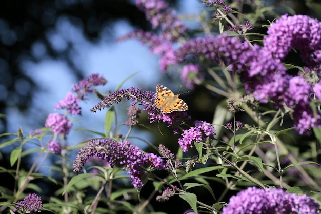 Un gros plan d'un papillon en train de polliniser une fleur violette