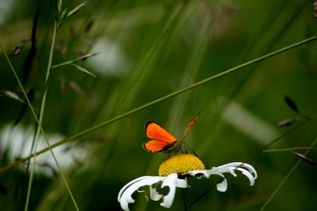 Photo un gros plan d'un papillon en train de polliniser une fleur