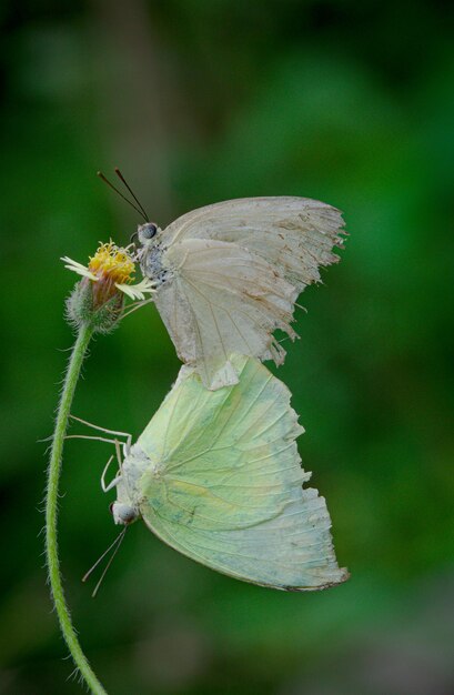 Photo un gros plan d'un papillon en train de polliniser une fleur
