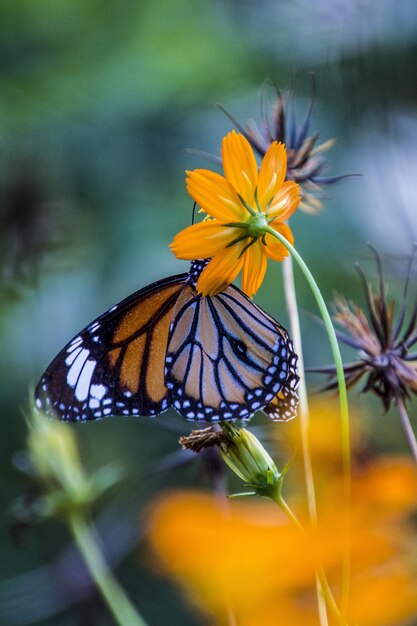 Un gros plan d'un papillon en train de polliniser une fleur