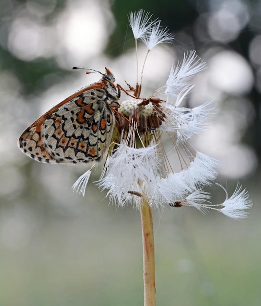 Photo un gros plan d'un papillon en train de polliniser une fleur