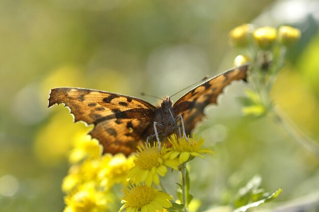 Un gros plan d'un papillon en train de polliniser une fleur