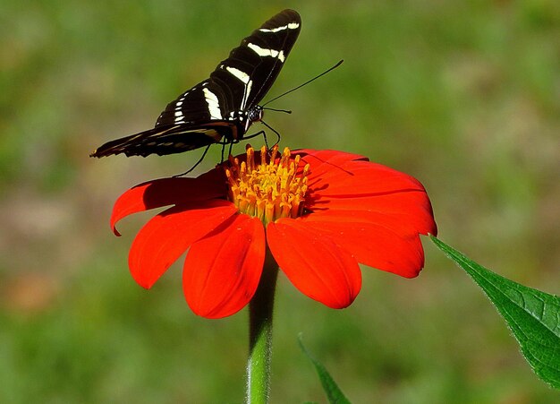 Photo un gros plan d'un papillon en train de polliniser une fleur