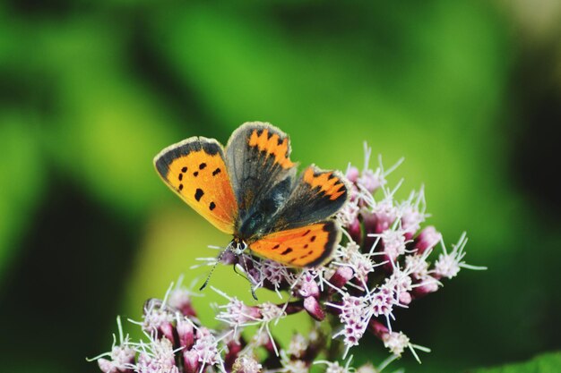 Photo un gros plan d'un papillon en train de polliniser une fleur