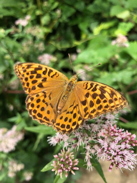 Photo un gros plan d'un papillon en train de polliniser une fleur