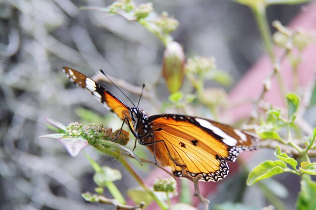 Photo un gros plan d'un papillon en train de polliniser une fleur