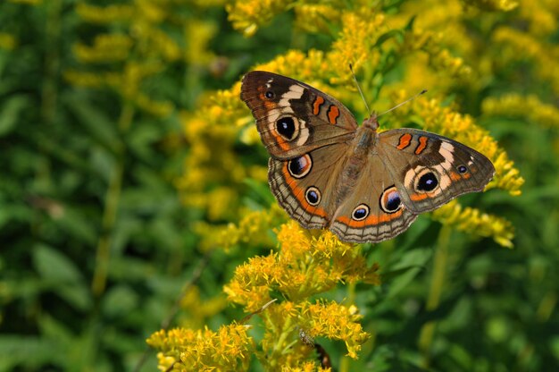 Photo un gros plan d'un papillon en train de polliniser une fleur