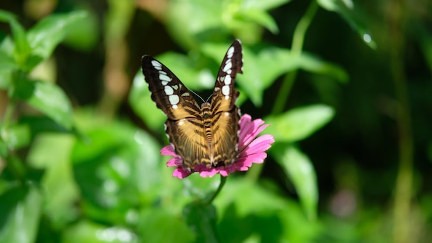 Un gros plan d'un papillon en train de polliniser une fleur