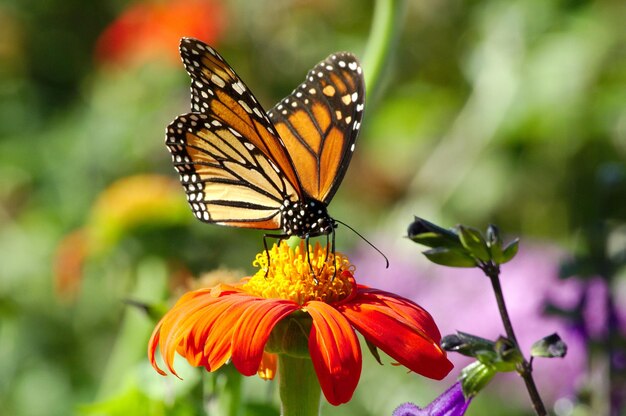 Un gros plan d'un papillon en train de polliniser une fleur