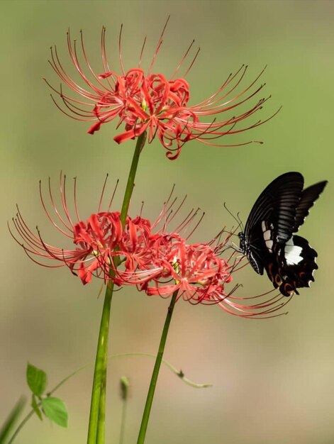 Photo un gros plan d'un papillon en train de polliniser une fleur