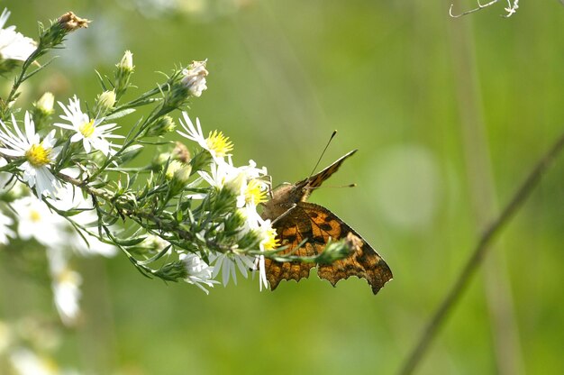 Un gros plan d'un papillon en train de polliniser une fleur