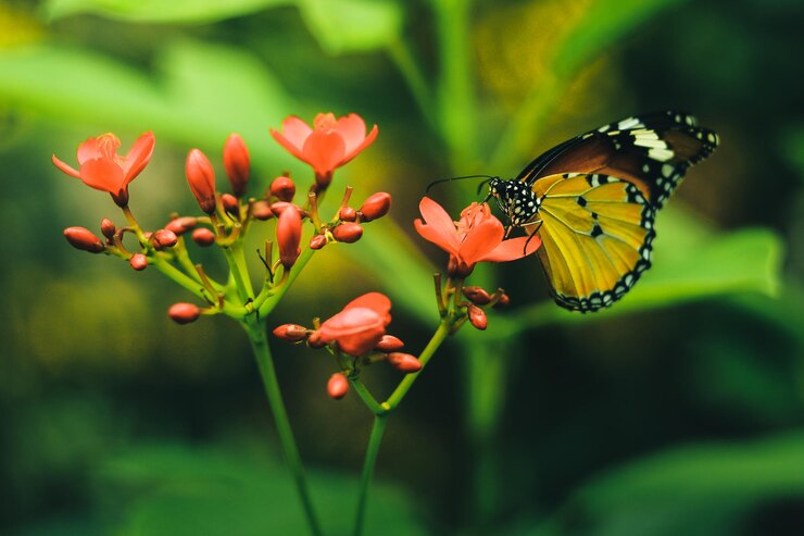 Photo un gros plan d'un papillon en train de polliniser une fleur
