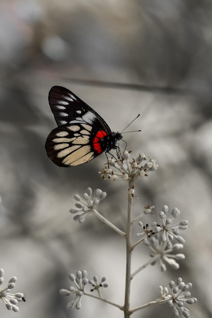 Un gros plan d'un papillon en train de polliniser une fleur