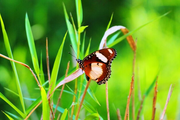 Photo un gros plan d'un papillon en train de polliniser l'herbe