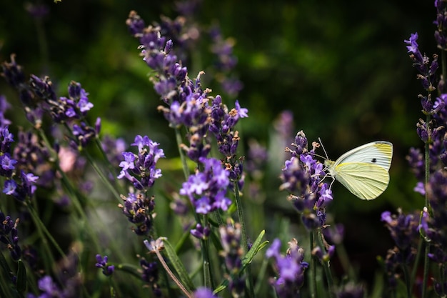 Un gros plan d'un papillon en train de polliniser une lavande