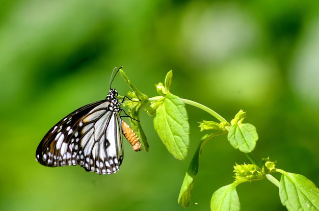 Un gros plan d'un papillon en train de polliniser une plante