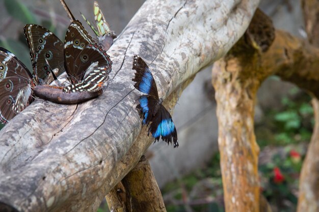 Photo un gros plan d'un papillon sur le tronc d'un arbre