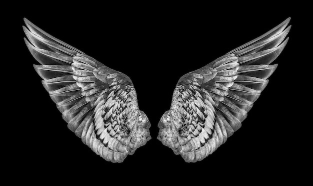 Photo un gros plan d'un papillon volant sur un fond noir
