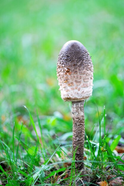 Photo gros plan de parapluie de champignon debout dans l'herbe.