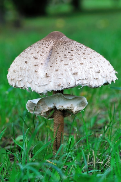 Gros plan de parapluie de champignon debout dans l'herbe.